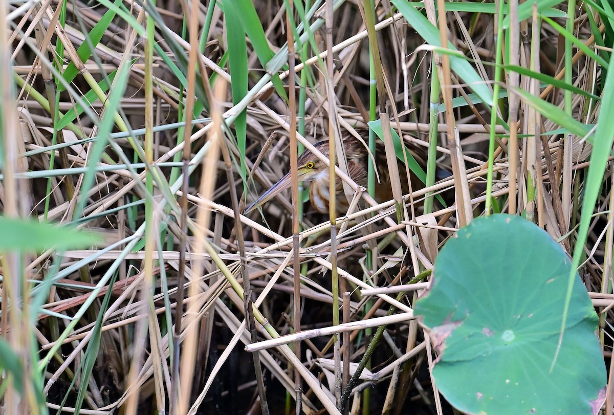 Yellow Bittern - ML644351224