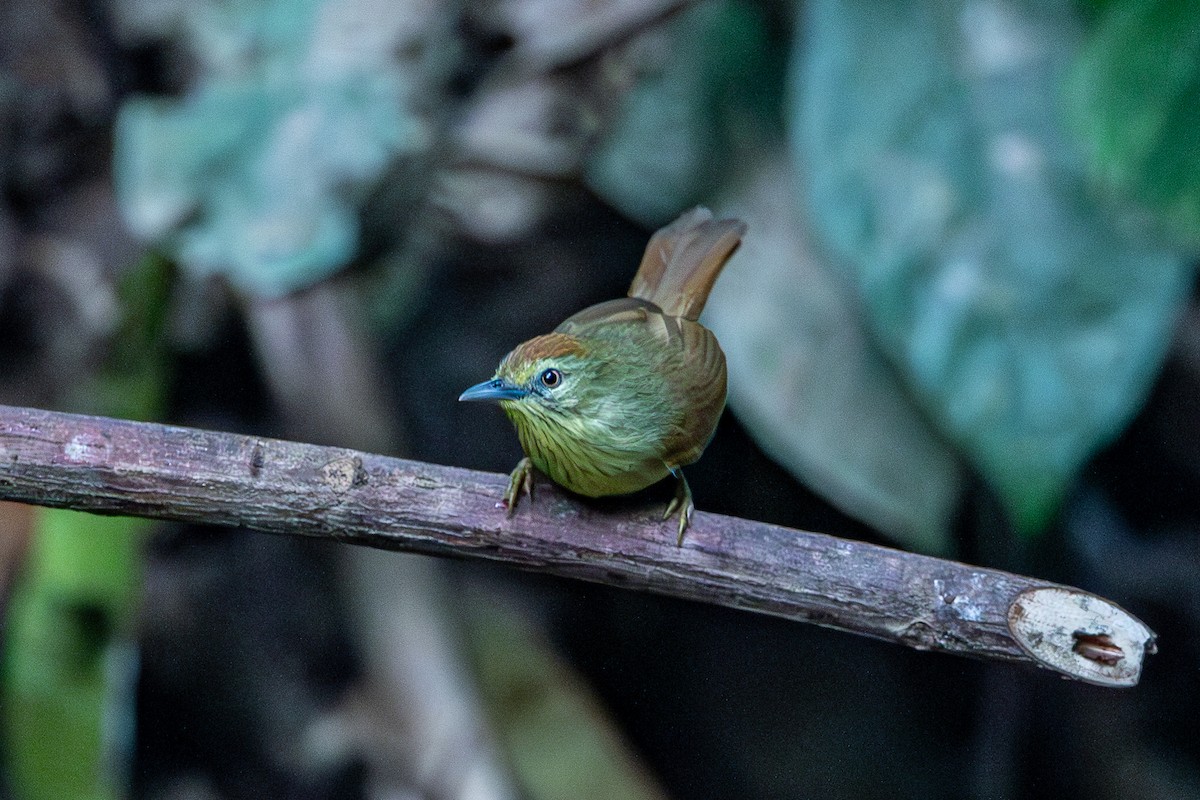 Timalie à gorge striée - ML644351226