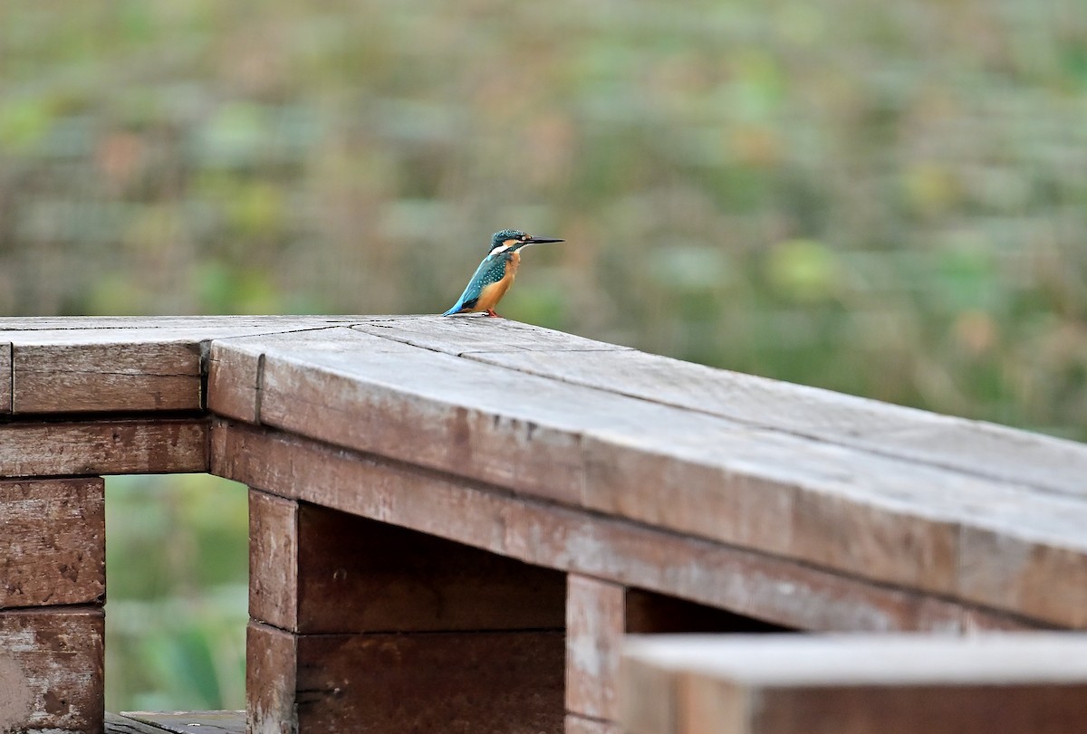 Common Kingfisher - ML644351231