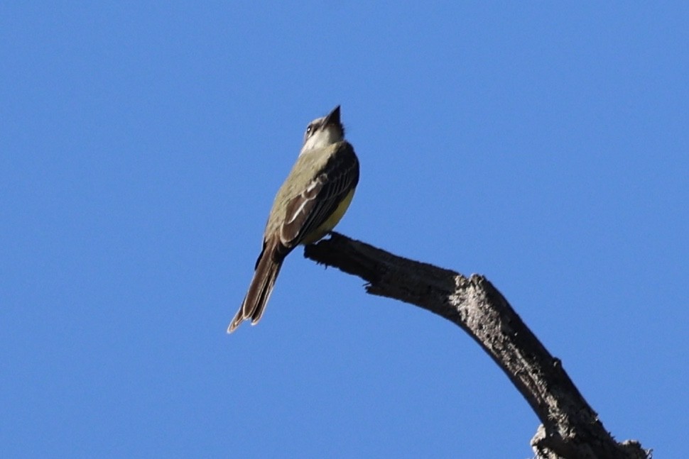 tropekongetyrann - ML644351234