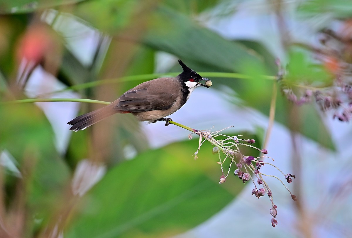 Red-whiskered Bulbul - ML644351235