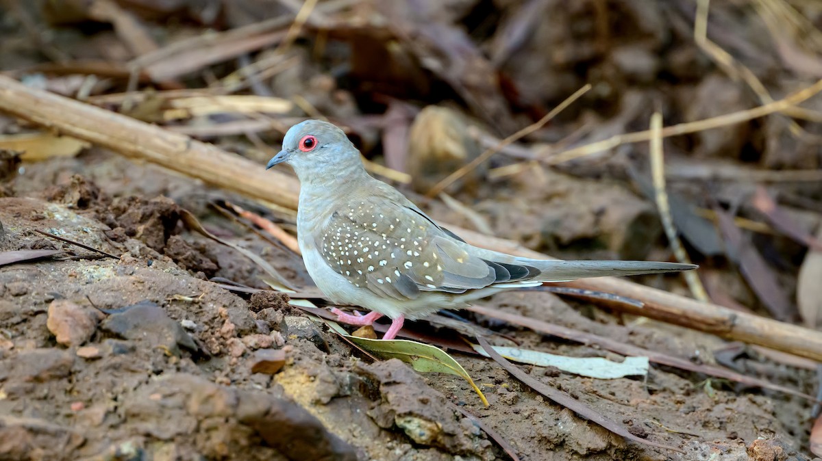 Diamond Dove - ML644351244
