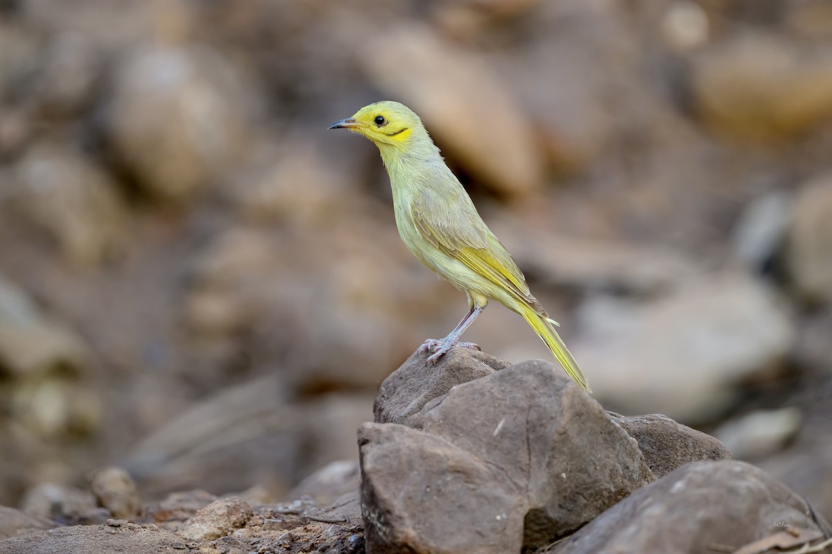 gulstenkhonningeter - ML644351247