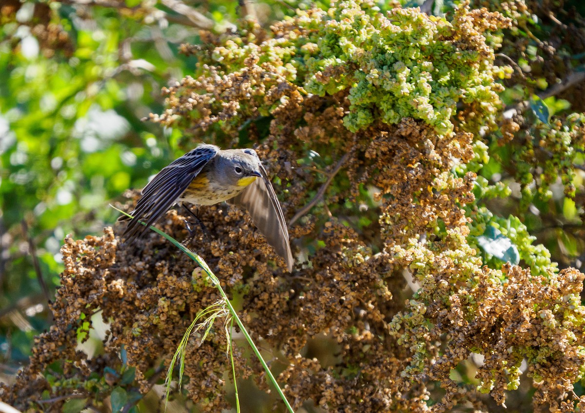 Пісняр-лісовик жовтогузий (підвид auduboni) - ML644351251