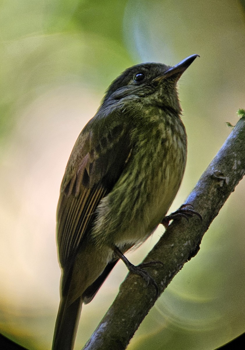 Olive-streaked Flycatcher - ML644351253
