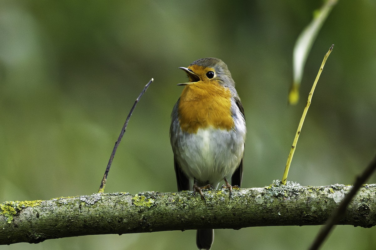 European Robin - ML644351256