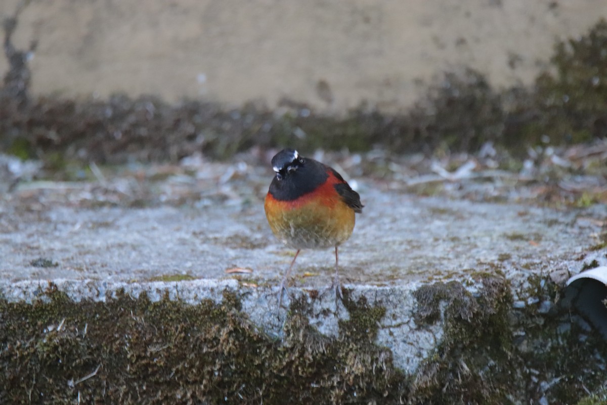 Ruiseñor de Formosa Pintado - ML644351257