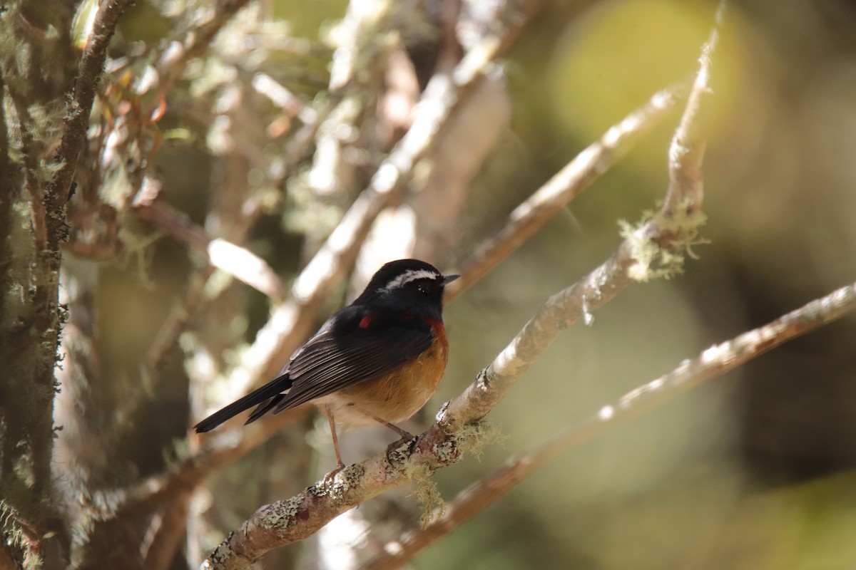 Ruiseñor de Formosa Pintado - ML644351261