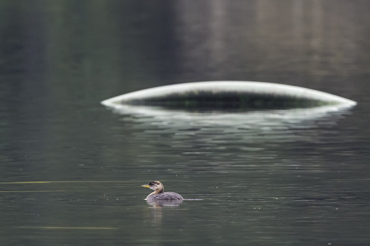 Red-necked Grebe - ML644351264