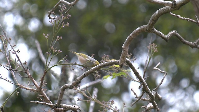 Серебряная белоглазка - ML644351267