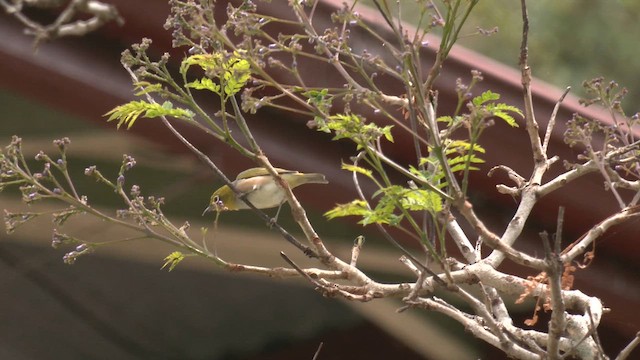 Серебряная белоглазка - ML644351268