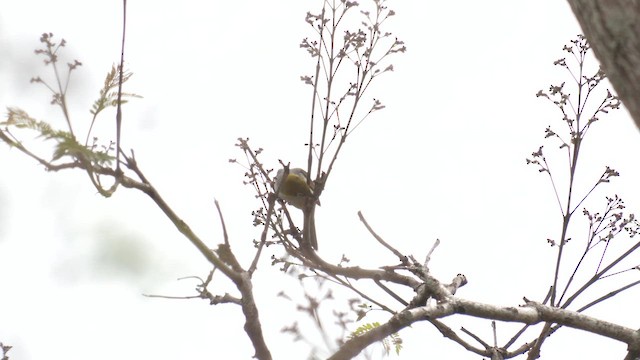 Серебряная белоглазка - ML644351269