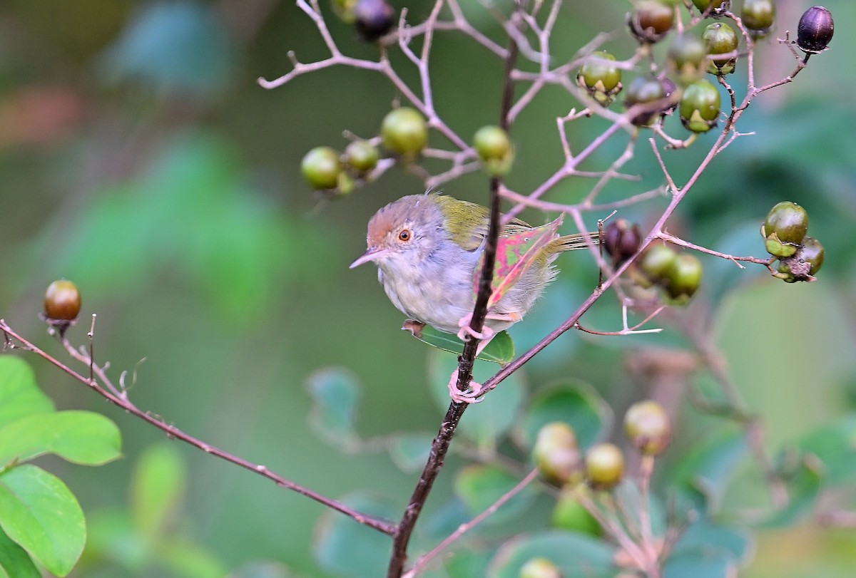 langstjertskredderfugl - ML644351272