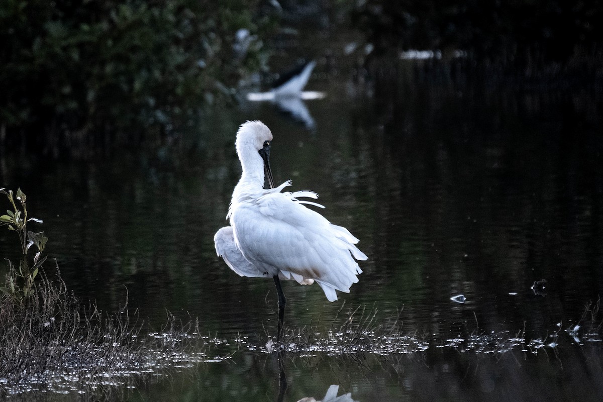 Royal Spoonbill - ML644351280