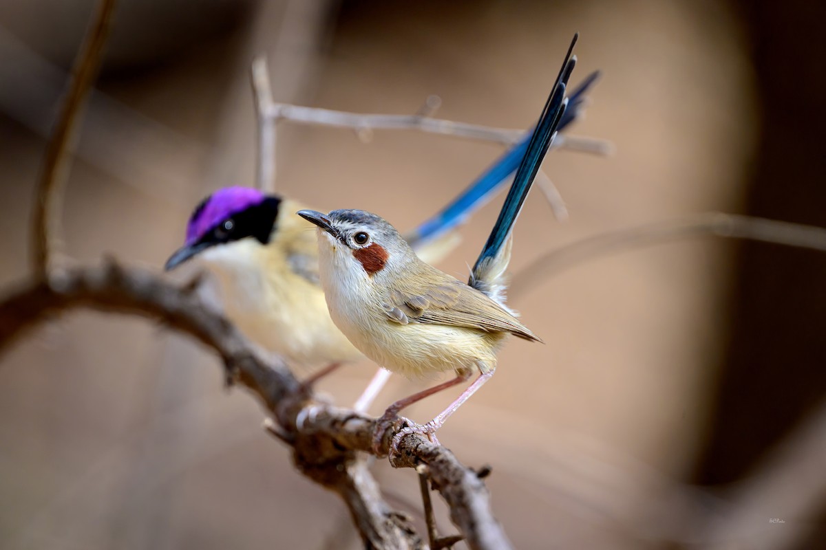 Purple-crowned Fairywren - ML644351282