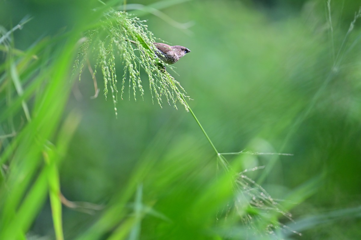 Scaly-breasted Munia - ML644351284