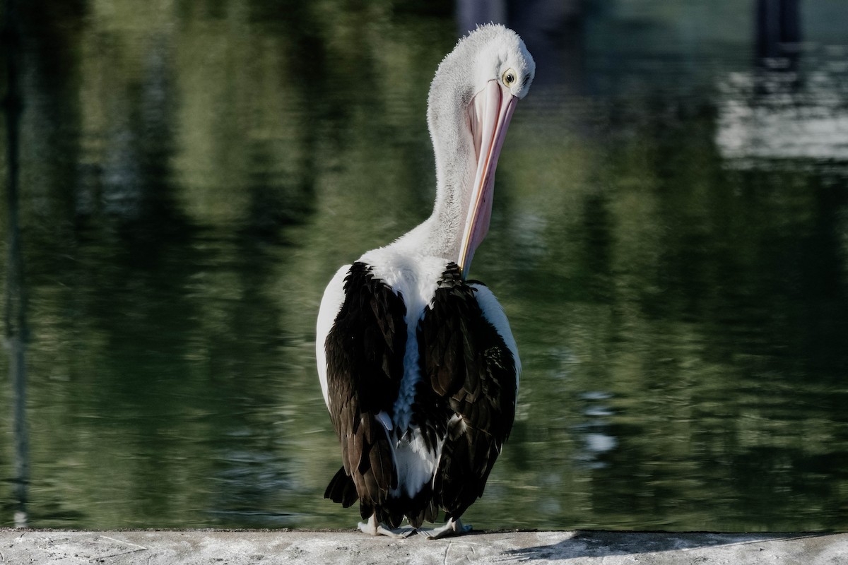 Australian Pelican - ML644351293