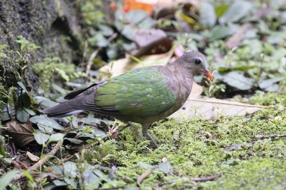 Asian Emerald Dove - ML644351296