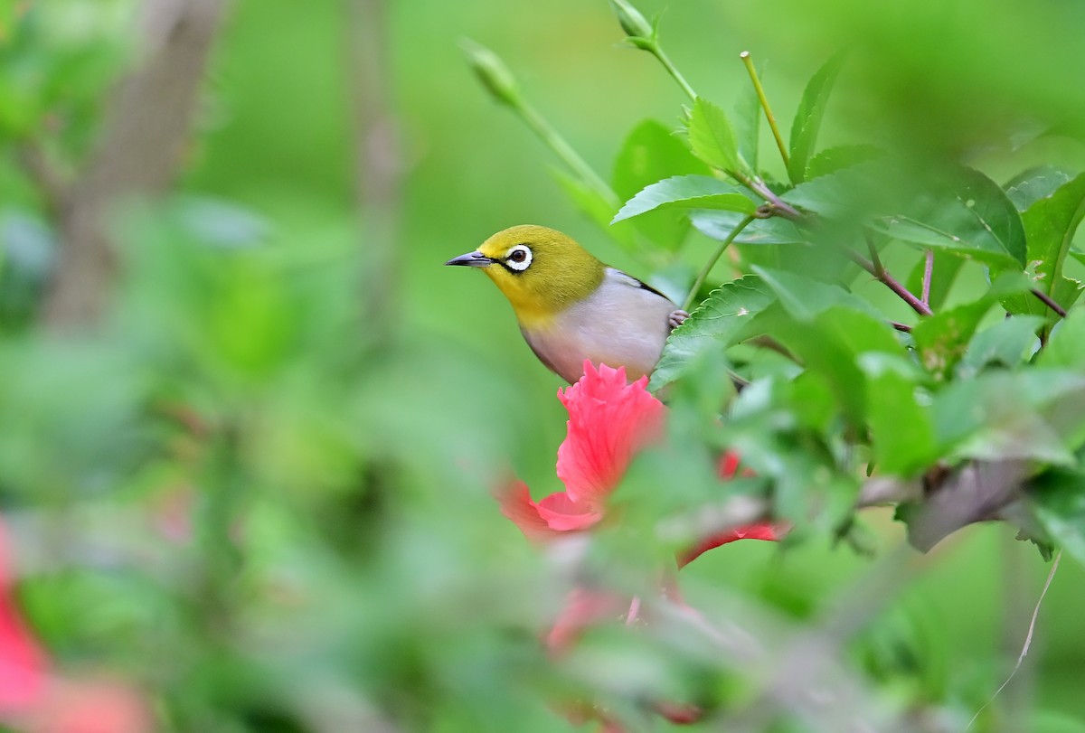 Swinhoe's White-eye - ML644351297