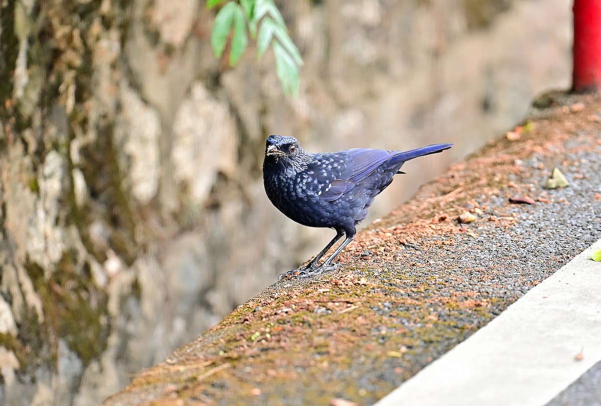 Нил исгэрээ хөөндэй - ML644351302