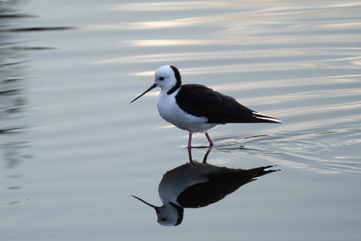 Pied Stilt - ML644351304