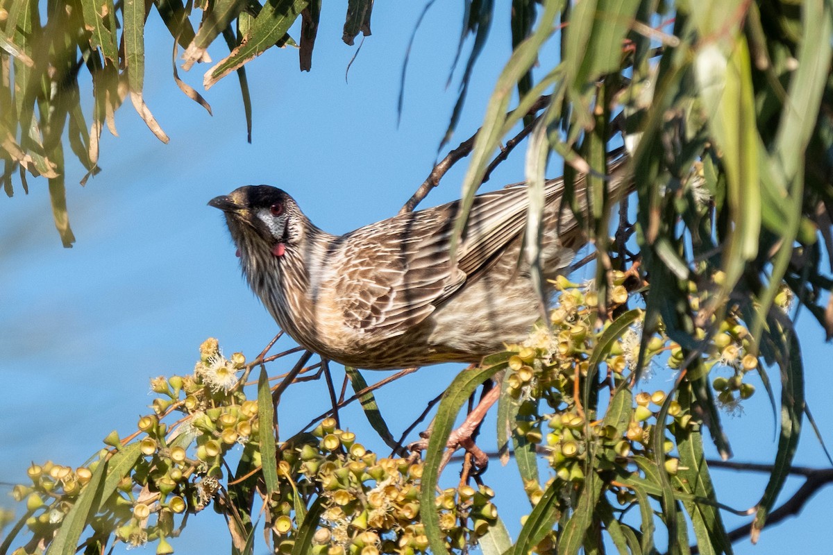 Red Wattlebird - ML644351308