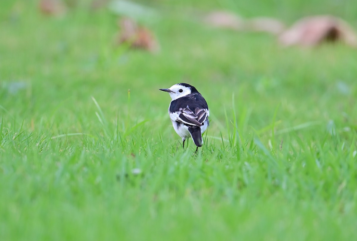 White Wagtail (Chinese) - ML644351312