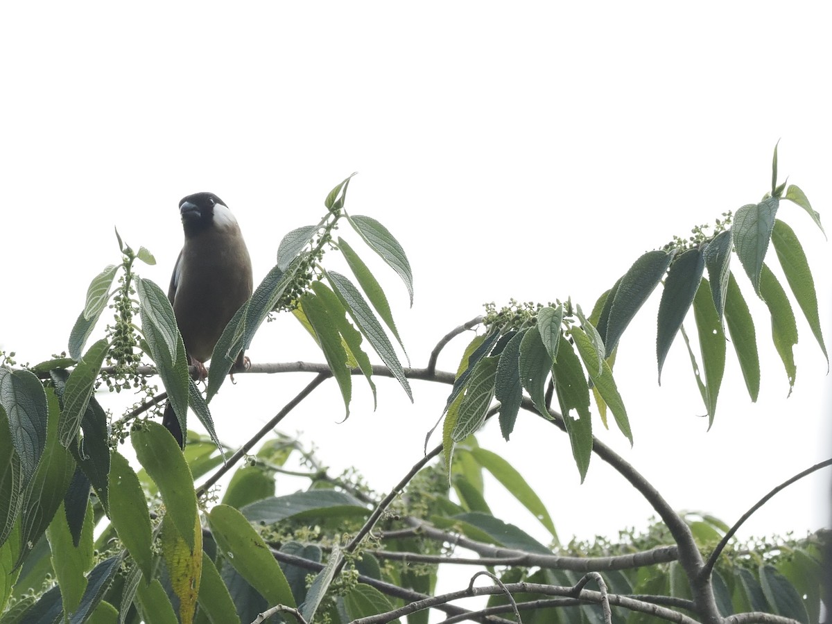 Снігур білощокий - ML644351319