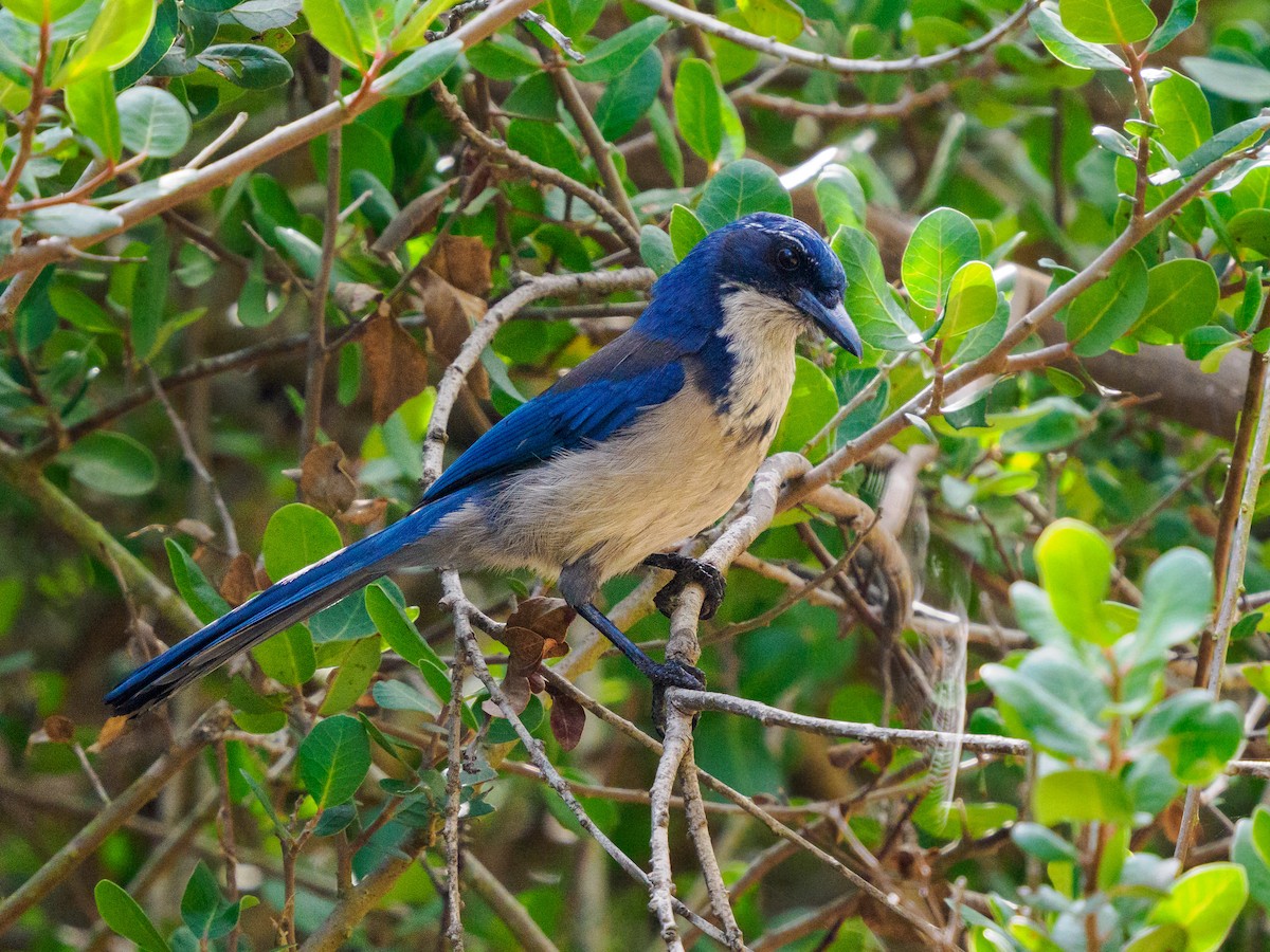 eikeskrike - ML644351328