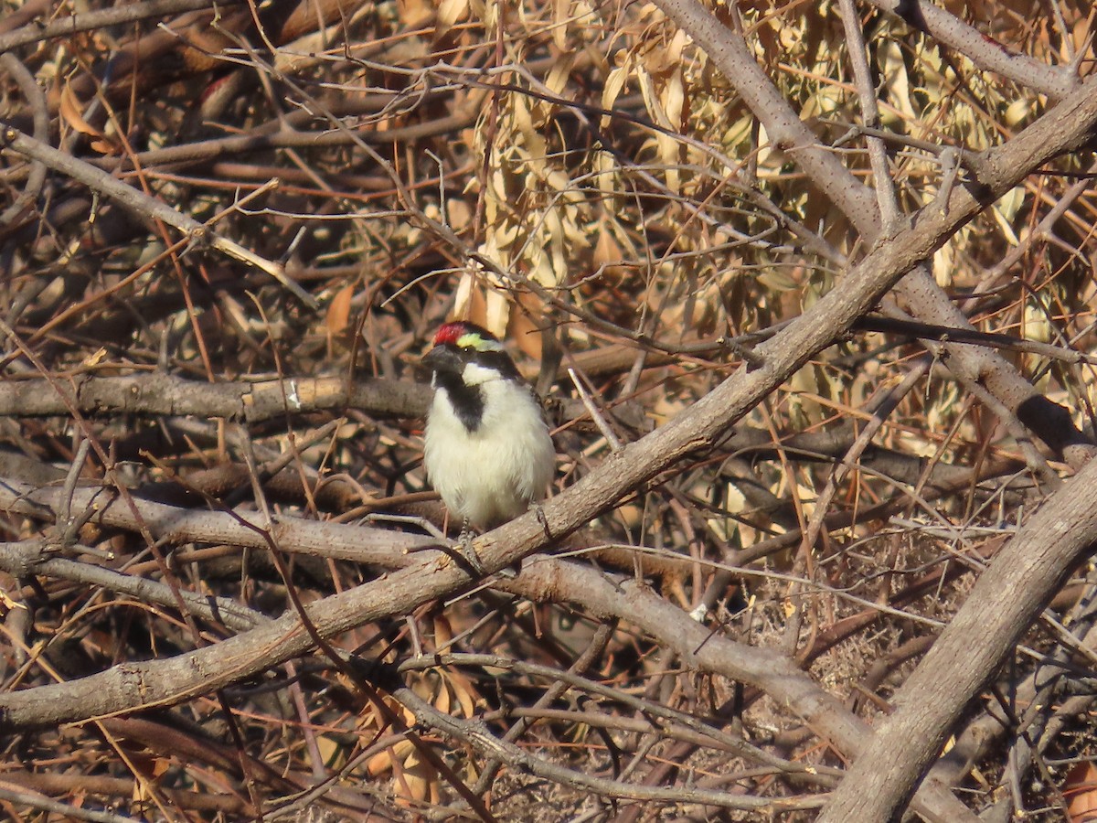 Barbudo Pío - ML644351335