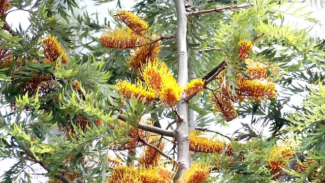 Золотоухий медосос - ML644351337