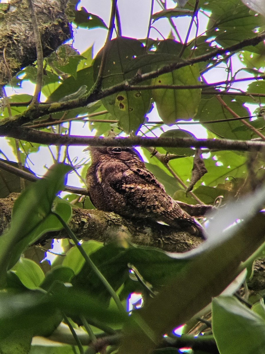 Chuck-will's-widow - ML644351347