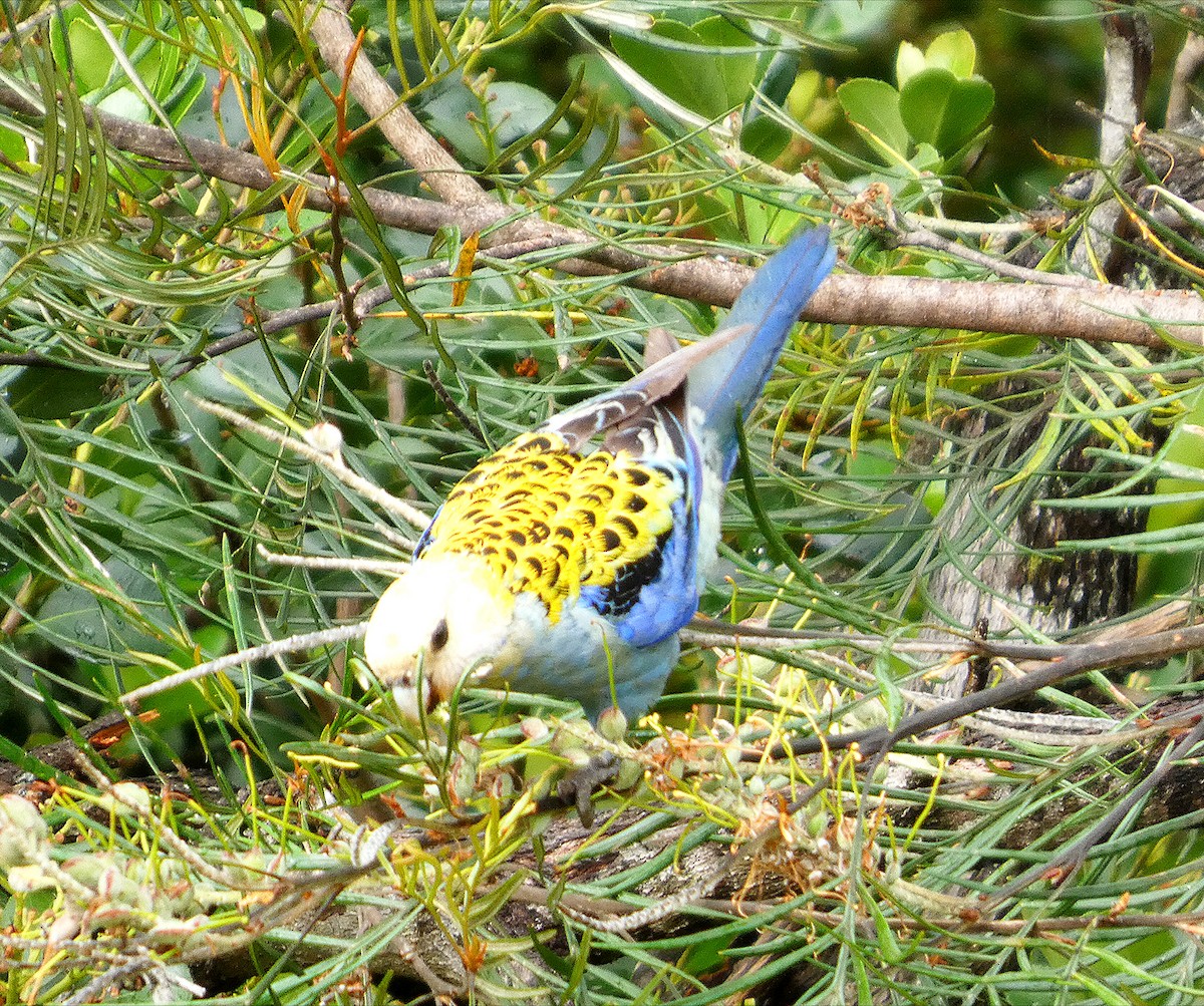 Pale-headed Rosella - ML644351348
