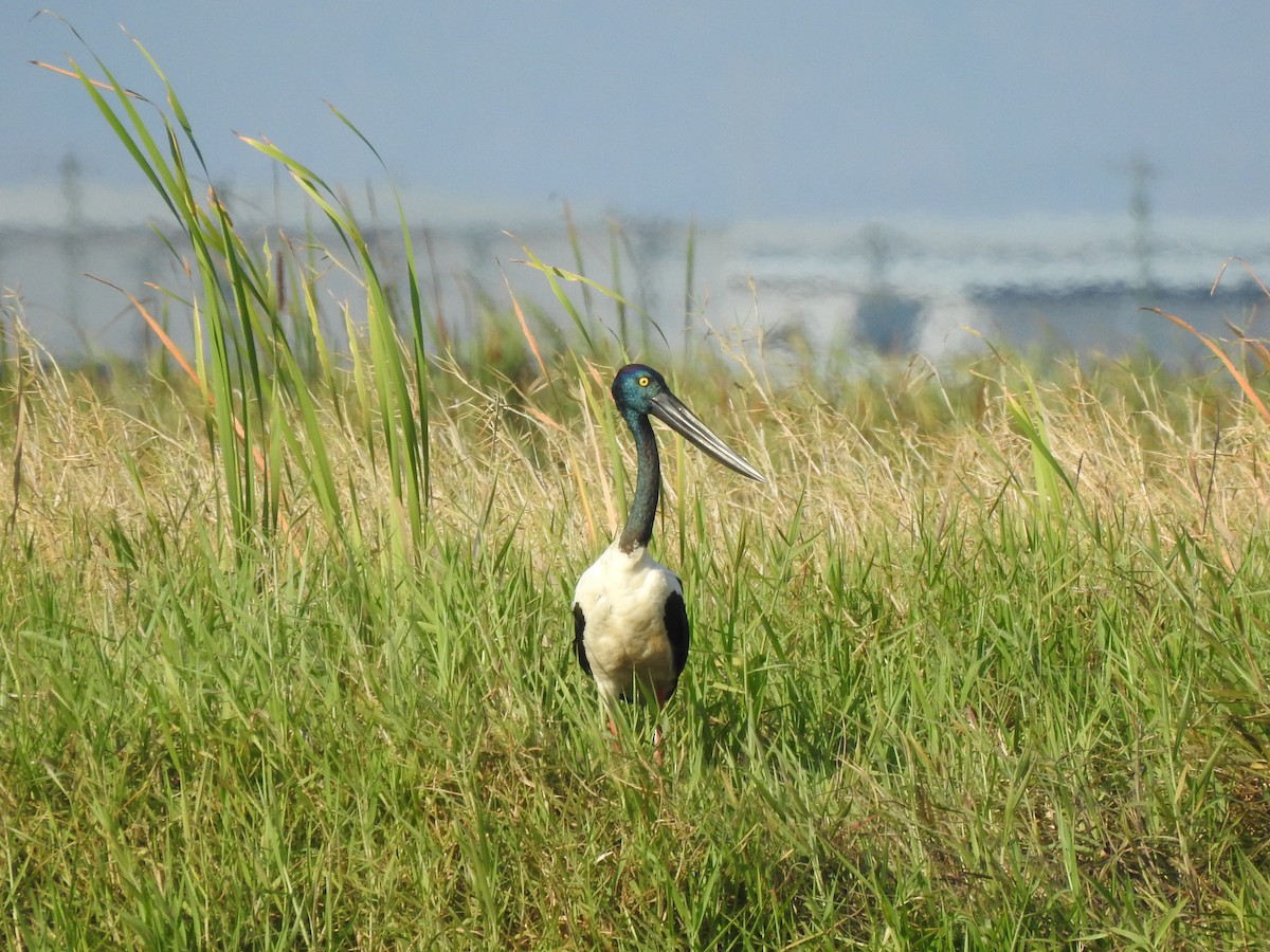 Black-necked Stork - ML644351357