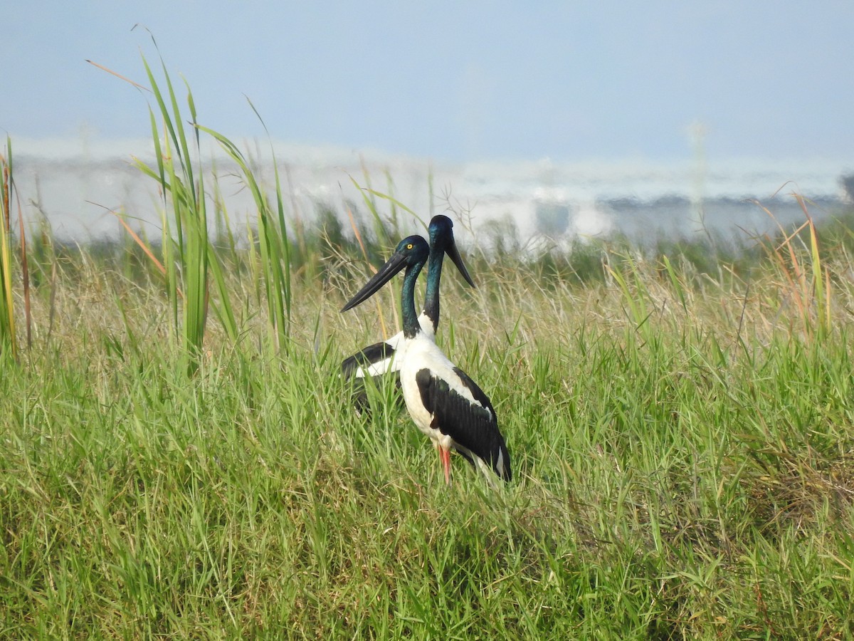 Black-necked Stork - ML644351358