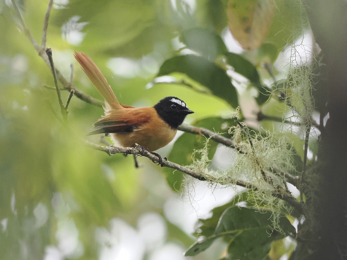 Black-and-cinnamon Fantail - ML644351360