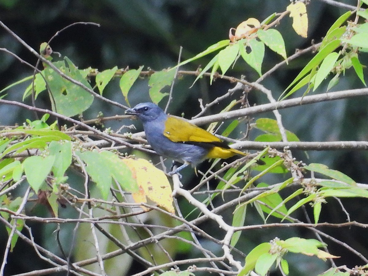 Gray-bellied Bulbul - ML644351371