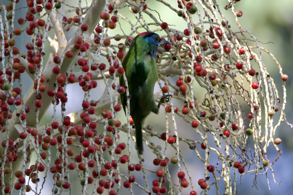 Blue-throated Barbet (Blue-crowned) - ML644351380