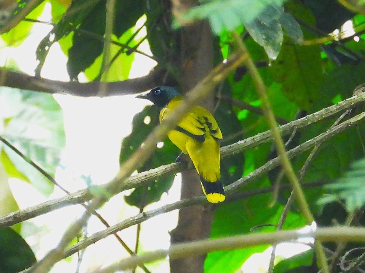 Black-headed Bulbul - ML644351387