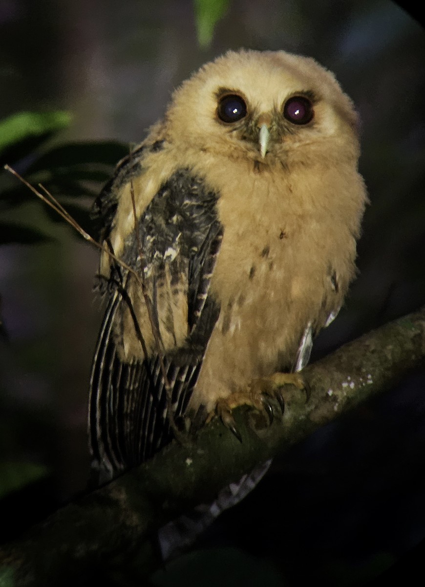 Mottled Owl - ML644351389