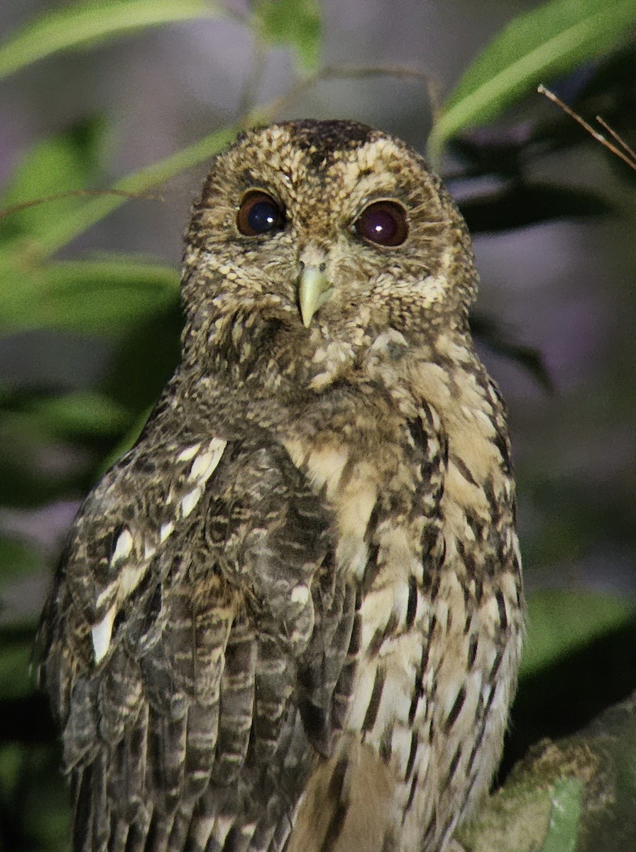 Mottled Owl - ML644351391