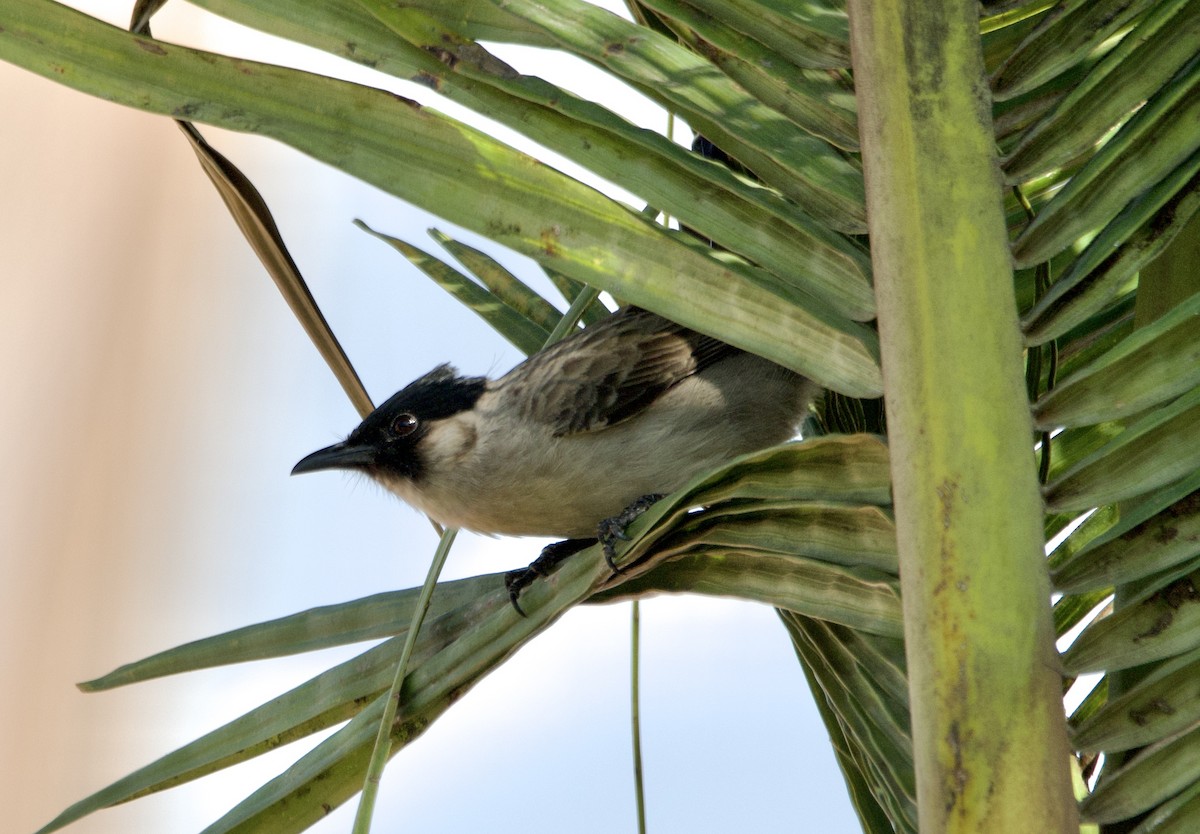 白喉紅臀鵯 - ML644351396