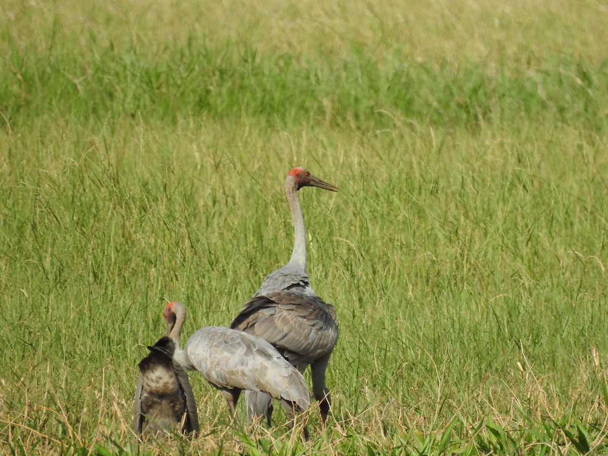 Brolga - ML644351398