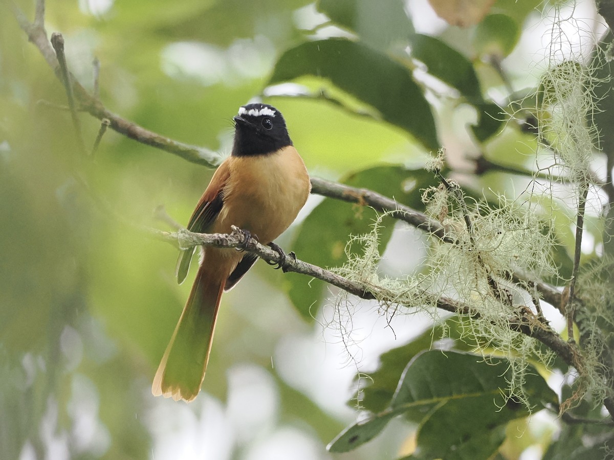 Black-and-cinnamon Fantail - ML644351399