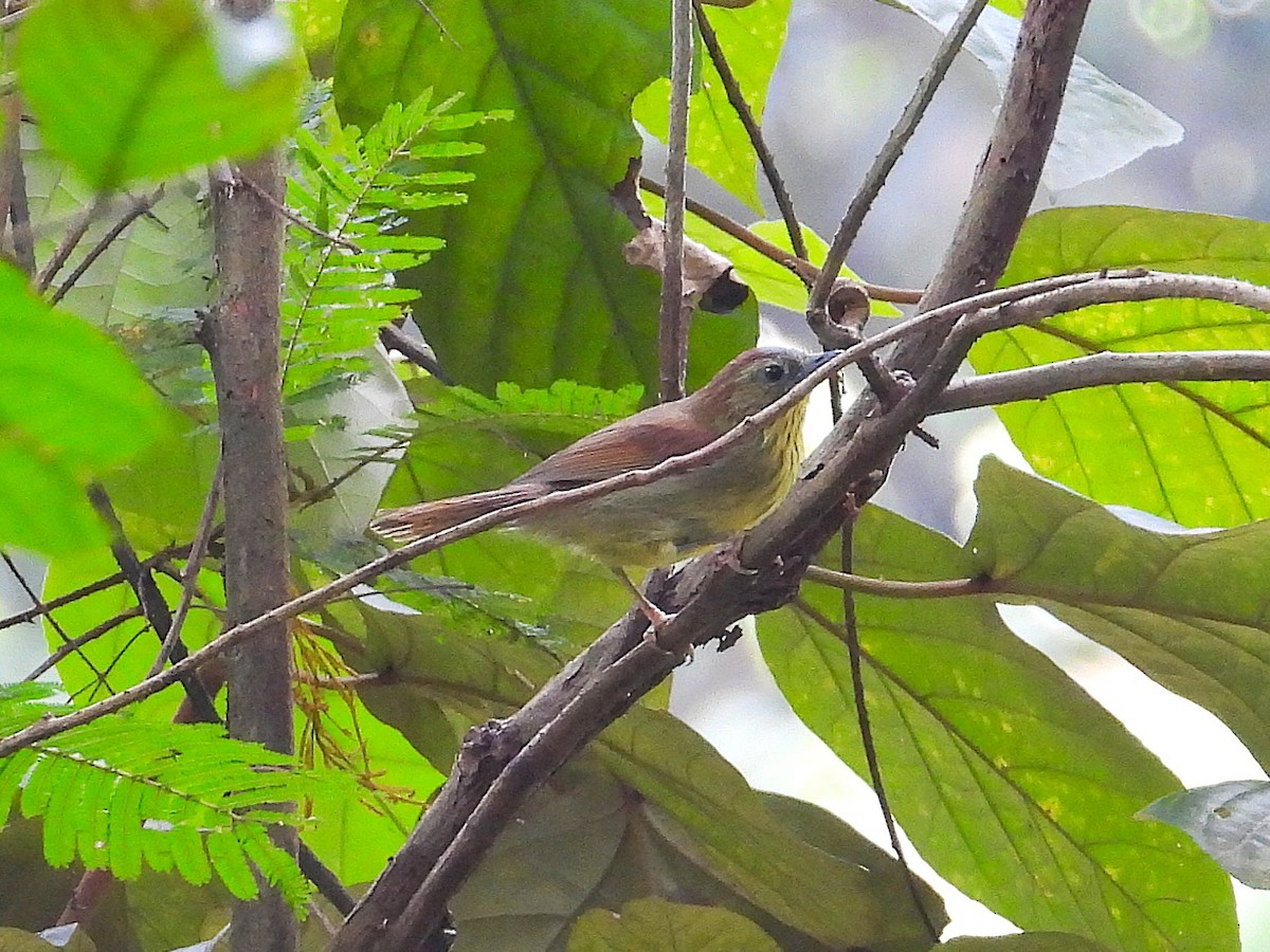 Timalie à gorge striée - ML644351401