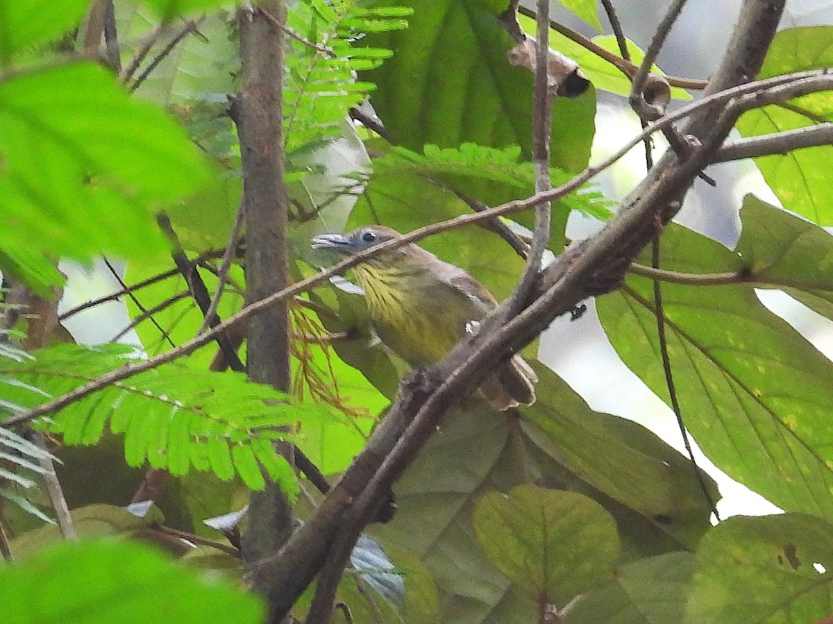 Timalie à gorge striée - ML644351402