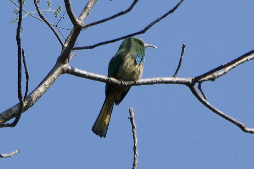 Blue-bearded Bee-eater - ML644351404