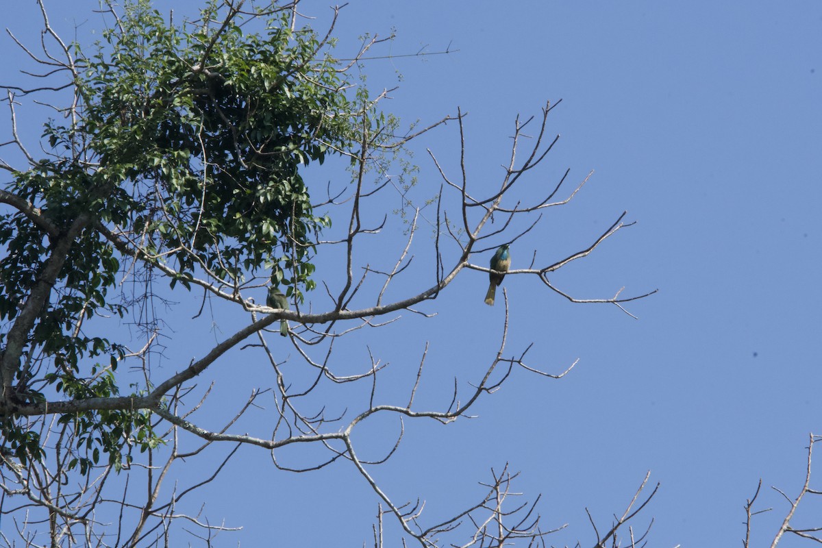 Blue-bearded Bee-eater - ML644351405