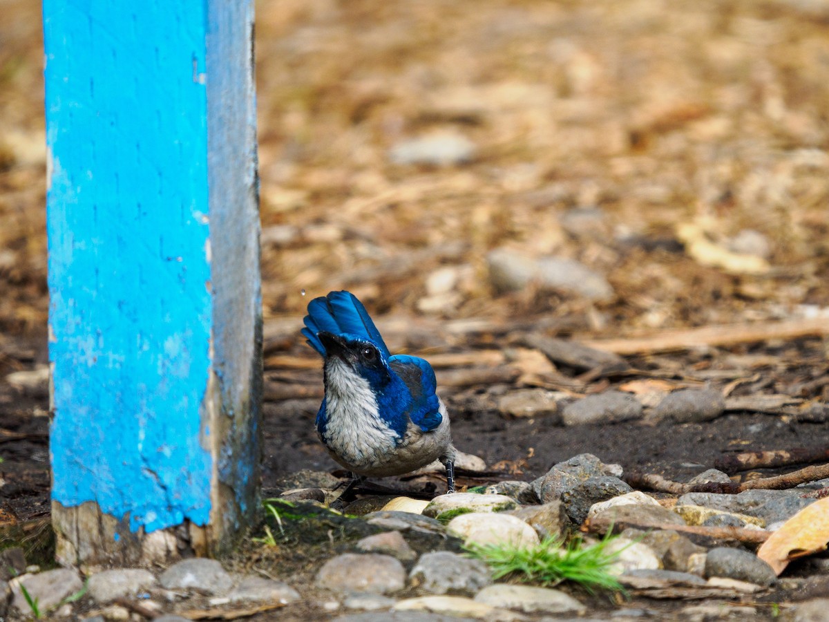 eikeskrike - ML644351406