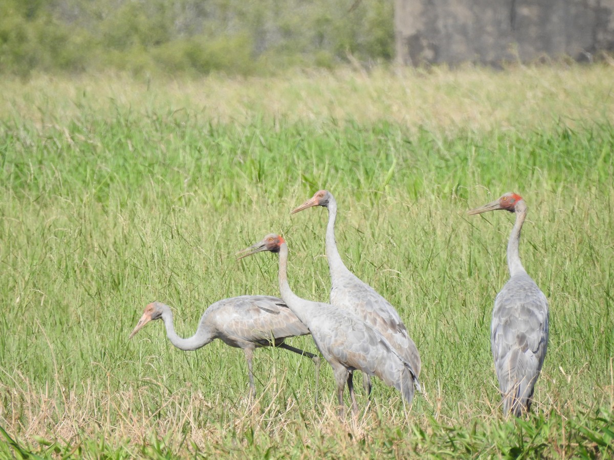 Brolga - ML644351410